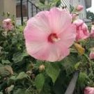 20 Pcs Perennial Rosemallow Mixed Hibiscus Flowers