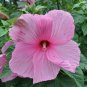 20 Pcs Perennial Rosemallow Mixed Hibiscus Flowers