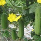 8 Pcs Heirloom White Jade Luffa Organic Vegetables 8 Pcs Heirloom White Jade Luffa Organic Vegetables