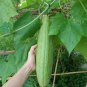 8 Pcs Heirloom White Jade Luffa Organic Vegetables