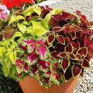 20 Pcs Heirloom Coleus Blumei Painted Ornamental Herbs