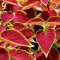 20 Pcs Heirloom Coleus Blumei Painted Ornamental Herbs