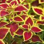 20 Pcs Heirloom Coleus Blumei Painted Ornamental Herbs