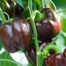 20 Pcs Heirloom Mini Chocolate Sweet Bell Pepper