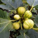6 Pcs Heirloom Ficus Carica 'Panache' Tiger Stripe Fig Tree 6 Pcs Heirloom Ficus Carica 'Panache' Tiger Stripe Fig Tree