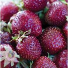 100 Pcs Heirloom 'Purple Wonder' Big Strawberry