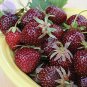 100 Pcs Heirloom 'Purple Wonder' Big Strawberry