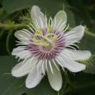 20 Pcs Passiflora foetida White Wild Maracuja Stinking Passionflower 20 Pcs Passiflora foetida White Wild Maracuja Stinking Passionflower