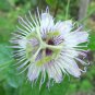 20 Pcs Passiflora foetida White Wild Maracuja Stinking Passionflower