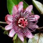 20 Pcs Passiflora ambigua Rare Mountain Granadilla Flowers