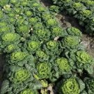 40 Pcs Wuta-tsai Organic Vegetables