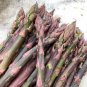 20 Pcs Precoce D'Argenteuil Asparagus