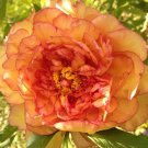 5 Pcs Heirloom 'Wudao' Big Blooming Wavy Yellow Peony with red edge 5 Pcs Heirloom 'Wudao' Big Blooming Wavy Yellow Peony with red edge