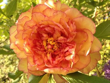 5 Pcs Heirloom 'Wudao' Big Blooming Wavy Yellow Peony with red edge