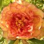 5 Pcs Heirloom 'Wudao' Big Blooming Wavy Yellow Peony with red edge