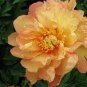 5 Pcs Heirloom 'Wudao' Big Blooming Wavy Yellow Peony with red edge