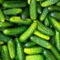 50 Pcs tinging Gherkin Little Cucumber Hybrid F1