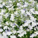 30 Pcs Compact 'White Lady' Lobelia