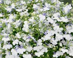 30 Pcs Compact 'White Lady' Lobelia