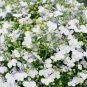 30 Pcs Compact 'White Lady' Lobelia