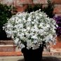 30 Pcs Compact 'White Lady' Lobelia