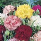 50 Pcs Dianthus Caryophy Chabaud Mixed Carnation Seeds 50 Pcs Dianthus Caryophy Chabaud Mixed Carnation Seeds
