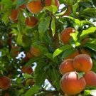 2 Pcs Sweet Juicy Peach Tree