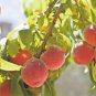 2 Pcs Sweet Juicy Peach Tree