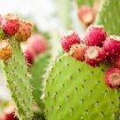 10 Pcs Rare Green Cactus with red flowers Prickly Pear Succulent Plants 10 Pcs Rare Green Cactus with red flowers Prickly Pear Succulent Plants