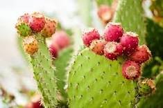 10 Pcs Rare Green Cactus with red flowers Prickly Pear Succulent Plants