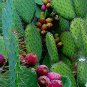 10 Pcs Rare Green Cactus with red flowers Prickly Pear Succulent Plants