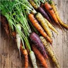 100 Pcs Rare Heirloom Daucus Carota Mixed Carrot Organic Vegetables