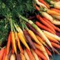 100 Pcs Rare Heirloom Daucus Carota Mixed Carrot Organic Vegetables
