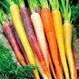 100 Pcs Rare Heirloom Daucus Carota Mixed Carrot Organic Vegetables