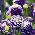 50 Pcs Mixed Purple Green White Red Columbine Double Flowers 50 Pcs Mixed Purple Green White Red Columbine Double Flowers