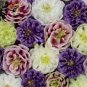 50 Pcs Mixed Purple Green White Red Columbine Double Flowers