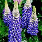 20 Pcs Heirloom Yellow Blue White Lupine Flowers