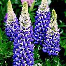20 Pcs Heirloom Yellow Blue White Lupine Flowers