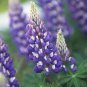 20 Pcs Heirloom Yellow Blue White Lupine Flowers