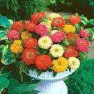 50 Pcs Rare Beautiful Mixed Zinnia Flowers Youth-and-old-age 50 Pcs Rare Beautiful Mixed Zinnia Flowers Youth-and-old-age