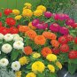 50 Pcs Rare Beautiful Mixed Zinnia Flowers Youth-and-old-age