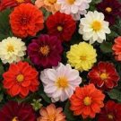 50 Pcs Mixed 8 Types of Dahlia Perennial Flowers
