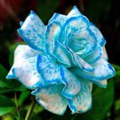 50 Pcs Rare Mixed 3 Types of Heirloom Rose Shrubs