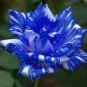 50 Pcs Rare Mixed 3 Types of Heirloom Rose Shrubs