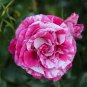 50 Pcs Rare Mixed 3 Types of Heirloom Rose Shrubs