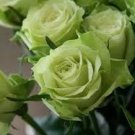 50 Pcs Rare Bright Green Rose Flowers