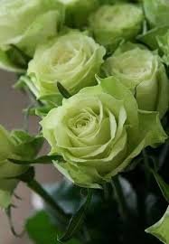 50 Pcs Rare Bright Green Rose Flowers
