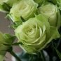 50 Pcs Rare Bright Green Rose Flowers