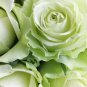 50 Pcs Rare Bright Green Rose Flowers