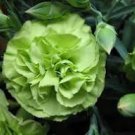 50 Pcs Rare Beautiful Green Carnation Flowers